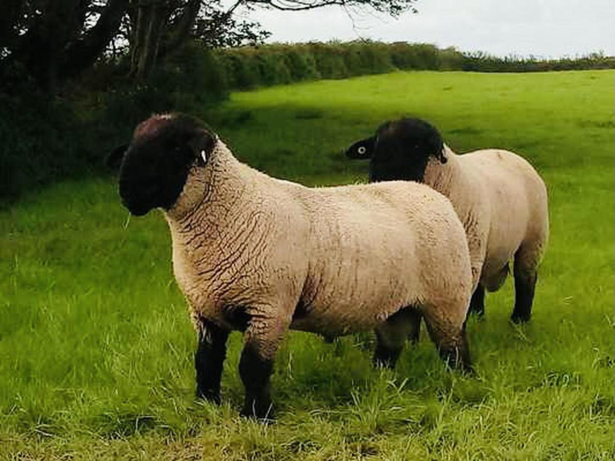 The Snuggly Sheep Shepherd Hut Farm Stay Ballyshannon Dış mekan fotoğraf